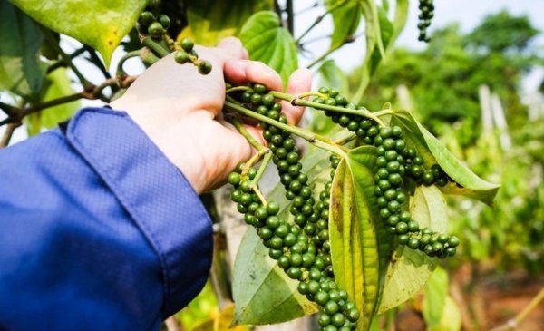 Việt Nam xuất khẩu hạt tiêu tă